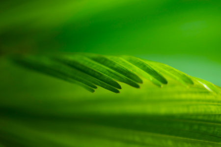 The natural background of palm leaves in a tropical forest.の写真素材