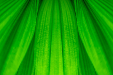 The natural background of palm leaves in a tropical forest.