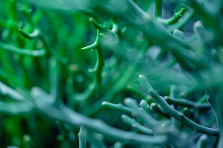 Beautiful pine branches. Close-up of pine branches with new young shoots.の写真素材