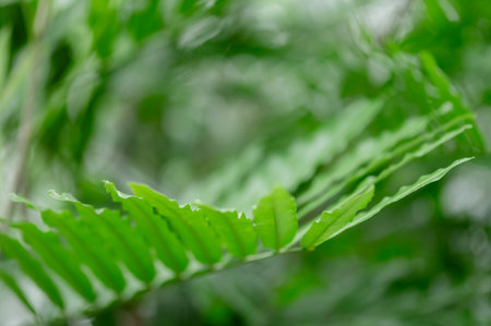 Natural fern leaves in a beautiful tropical forest. concept nature background