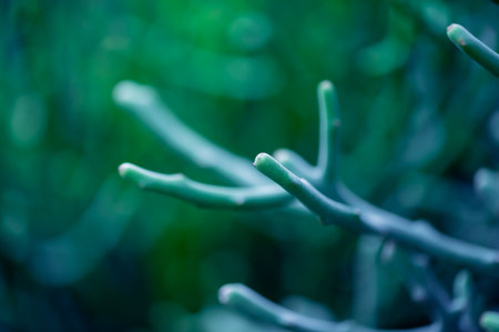 Small green leafed pine. Beautiful pine branches. Close-up of pine branches with new young shoots.の写真素材