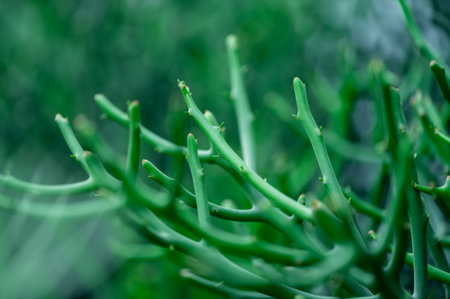 Pine or Casuarina junghuhniana Small green leafed pineの写真素材