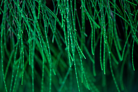 Pine or Small green leafed pine
Beautiful pine branches. Close-up of pine branches with new young shoots.の写真素材
