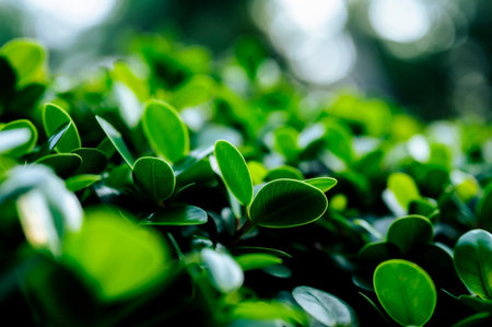 Beautiful dark green leaf texture, spot shot, natural green leaves used as background for nature wallpaper or tropical cover