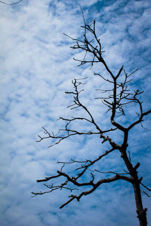 treeの写真素材