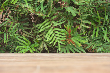 Plant with wall garden decorativeの写真素材