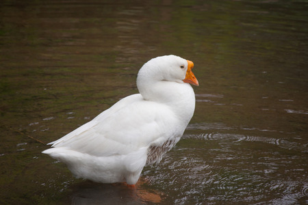 White duck in wildlife. The duck swimming in pond.の写真素材