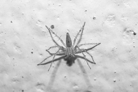Little spider on a wall close-up.の写真素材