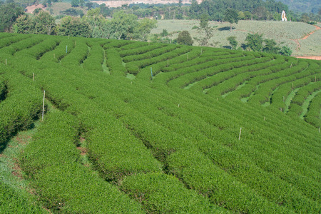 Tropical view of tea plantation at Northern Thailand.の写真素材