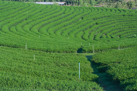 Tropical view of tea plantation at Northern Thailand.の写真素材