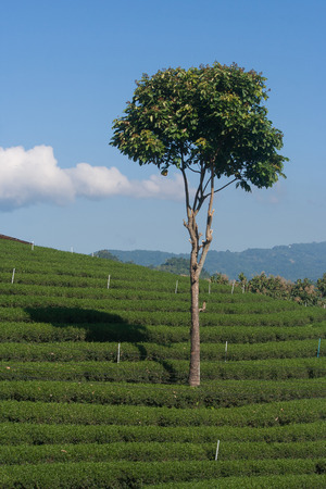 Alone tree in tea plantation at Northern Thailand.の写真素材