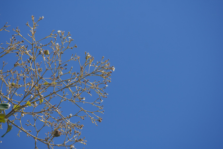 The branch tree and blue sky.の写真素材