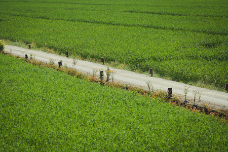 The walkway in rice field at Northern Thailandの写真素材