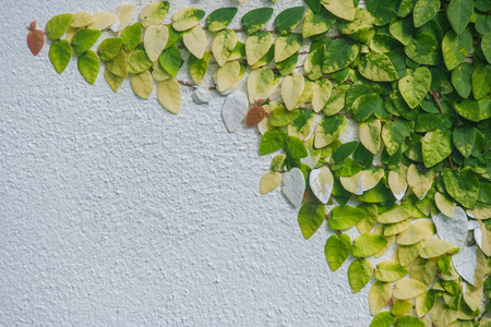 Ivy leaves on white wall.の写真素材