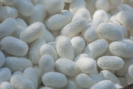 Natural white cocoon or silkworm nets, a source of silk thread and silk fabric.の写真素材