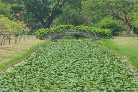 Beautiful tree leaves covered concrete bridge over the river in public park.の写真素材