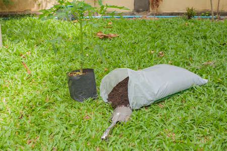 Small shovel with sprout of banana tree and soil tree on green grass.の写真素材