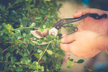 Woman cutting branched of bush with scissors In the garden. (Autumn filter effect)の写真素材