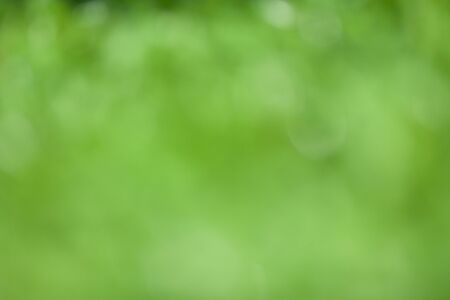 Abstract blurred of green grass and tree.の写真素材