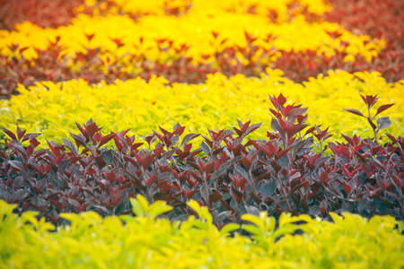 Closeup purple tree leaves in mass of yellow tree leaves with sunlight background at public garden. (Autumn filter effect)の写真素材