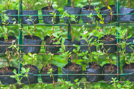 Vertical and horizontal row of plant in black bag at public park.の写真素材