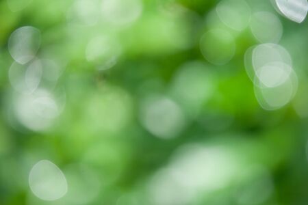Abstract blurred of green trees with bokeh background.の写真素材