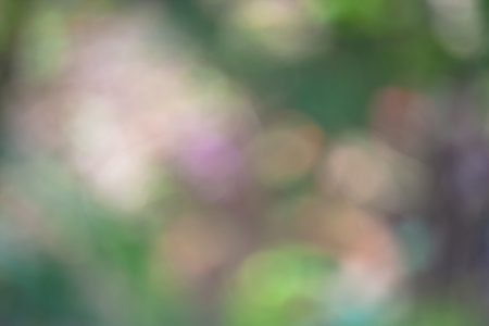 Abstract blurred of green trees with bokeh background.の写真素材