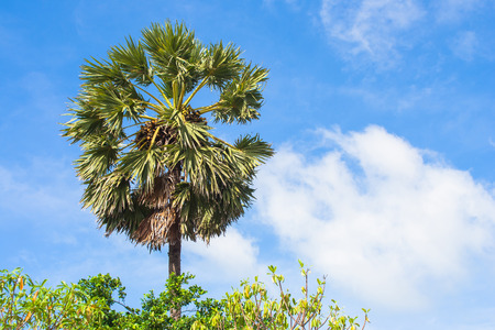 Close up green palm tree with blue sky background at the sea.の写真素材
