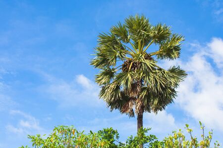 Close up green palm tree with blue sky background.の写真素材