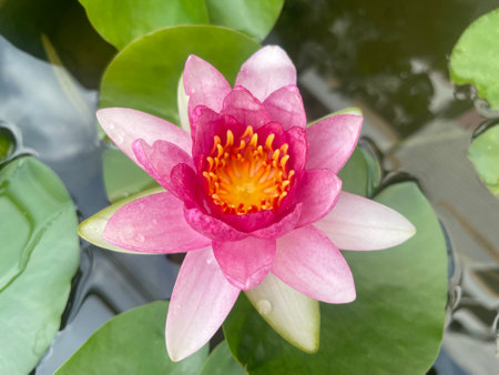 pink lotus flowerの写真素材