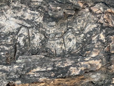 texture of the bark, background, wallpaperの写真素材