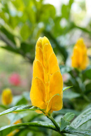 yellow Flowers  の写真素材