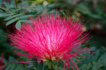 Beautiful  flowerの写真素材