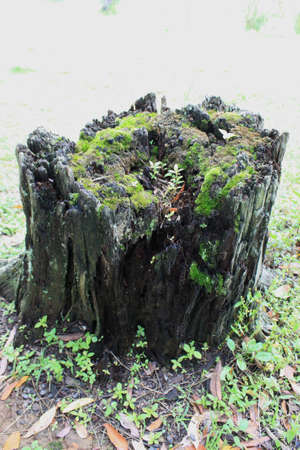 MOSSY STUMPの写真素材