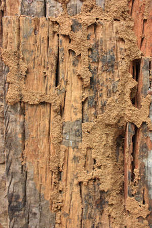 wall woodの写真素材