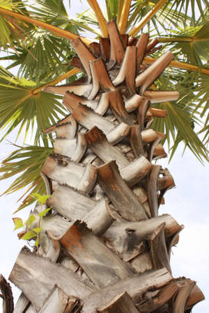 tree plamの写真素材