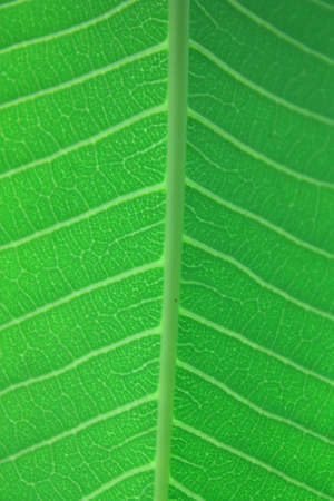 leaveの写真素材