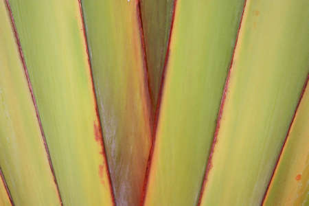 leaveの写真素材