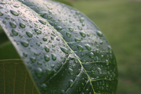 Water drop on green leafの写真素材