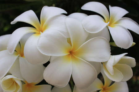 Plumeria Flowerの写真素材