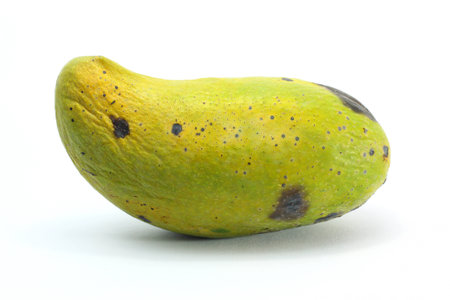 Overripe mango on white backgroundの写真素材