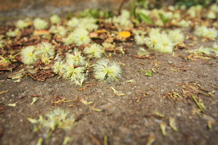 Close up the White Popinacs wilted on the groundの写真素材