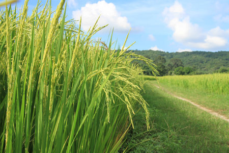 Close up of green paddy riceの写真素材