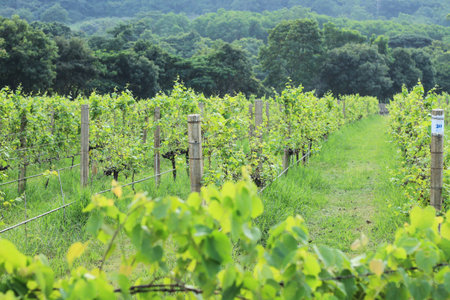 Grapes growing, The branches holding up the grapesの写真素材