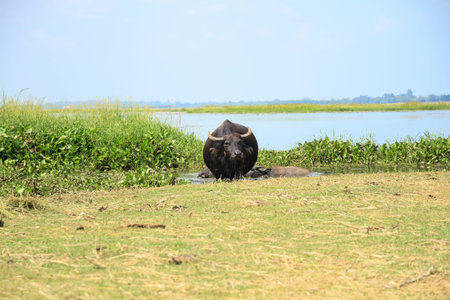 The Buffalo are grazing naturallyの写真素材