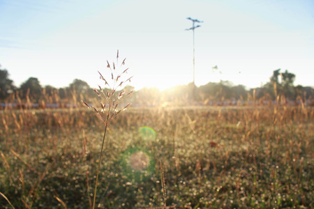 Grass  Dew  sunlightの写真素材