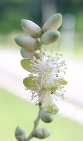 flower bloom    flower smallの写真素材