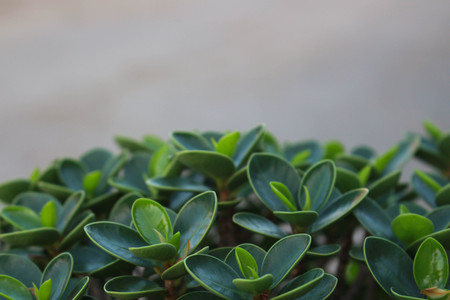 flora  Tree growth  Crack of  the  treeの写真素材