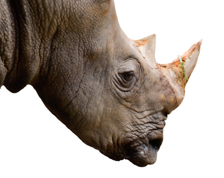 rhinoceros on white black groundの写真素材