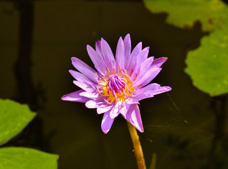 Pink lotus in the rainの写真素材